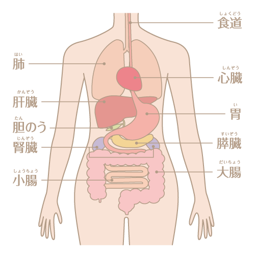 体のメカニズムについて理解できる